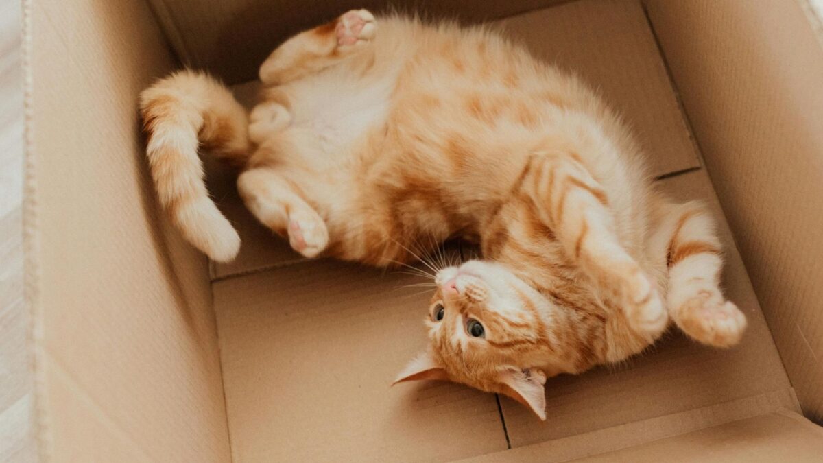 Chat : voici l'accessoire à 6,99 euros à avoir absolument pour le bonheur de votre félin