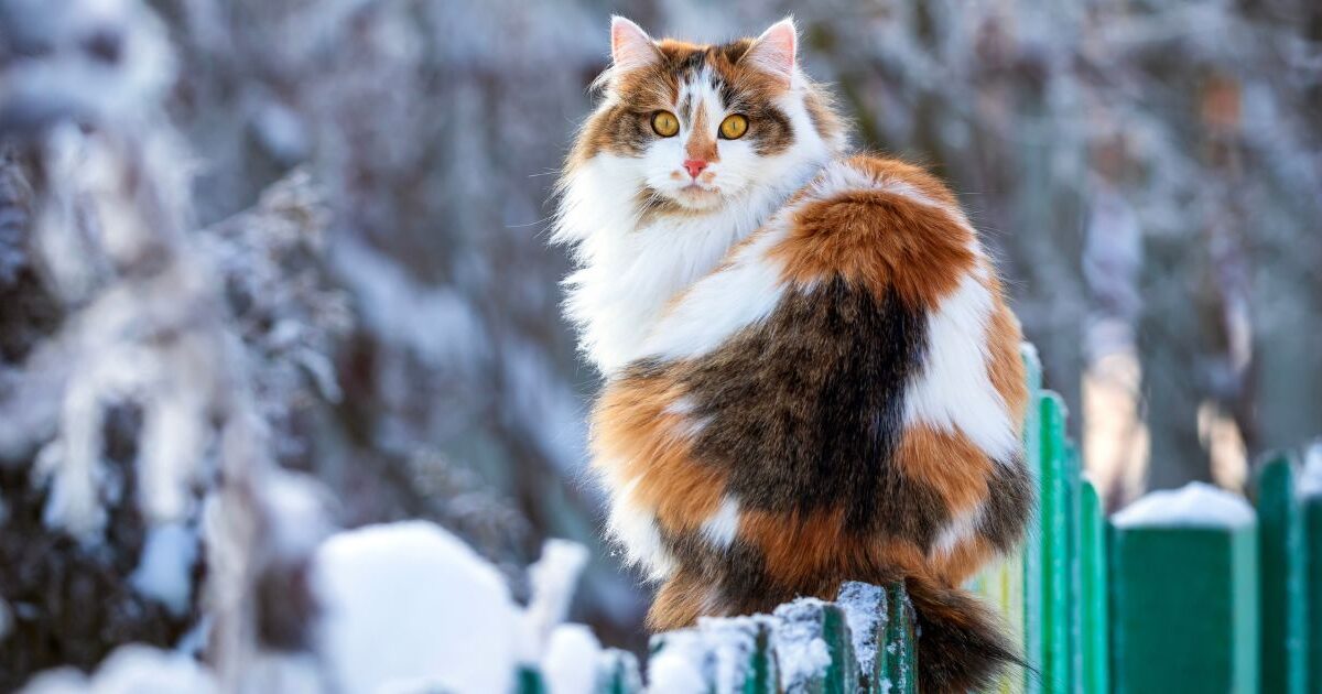 "Une hausse de 101%" : Les vols de chats augmentent et ces 3 régions Françaises sont les plus touchées